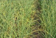 Photo of उत्तराखंड: 25 साल में उत्पादन तो बढ़ा, लेकिन खेती का रकबा साल दर साल घटा