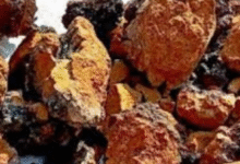 Photo of हिमालय में मिला ‘कैंसर फाइटर’ मशरूम !