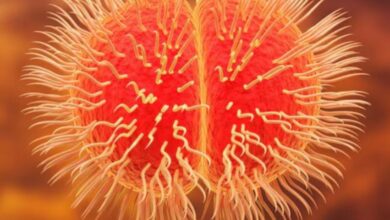 Photo of क्या है मेनिंगोकोकल डिजीज और किन लोगों को है इससे सबसे ज्यादा खतरा? 