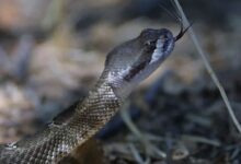 Photo of केरल में क्यों बढ़ रहे हैं सांप काटने के मामले? 6 लोगों की मौत